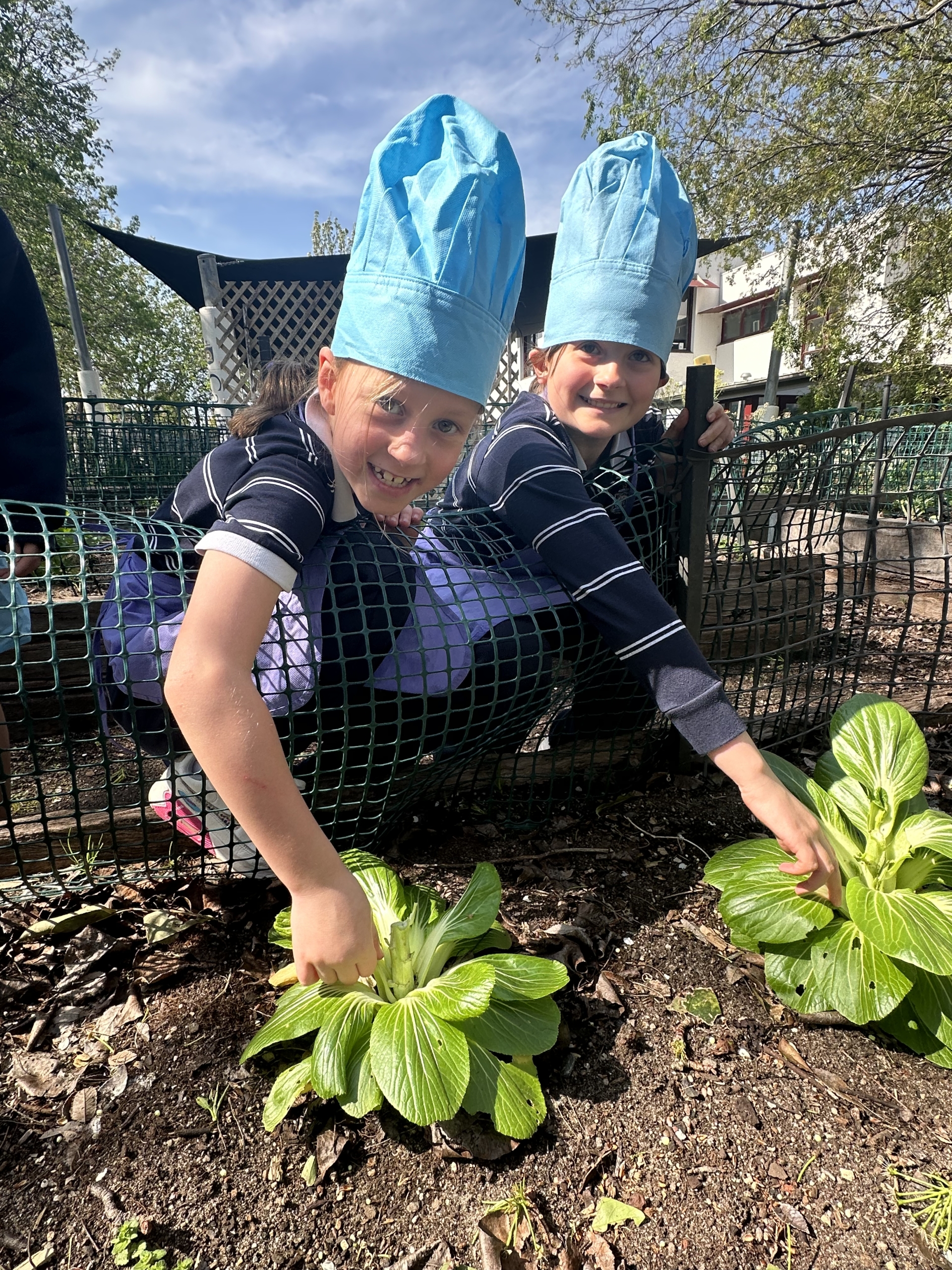 Malvern campus students learning STEM by planting bok choy